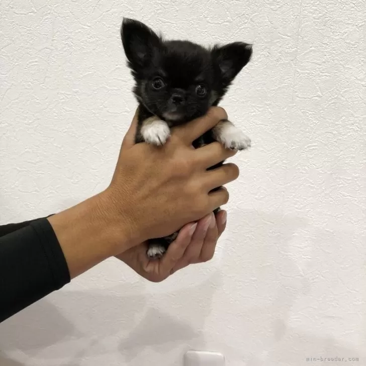 ラオウ 様のお迎えした子犬