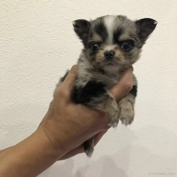 ID:2412-00270の子犬