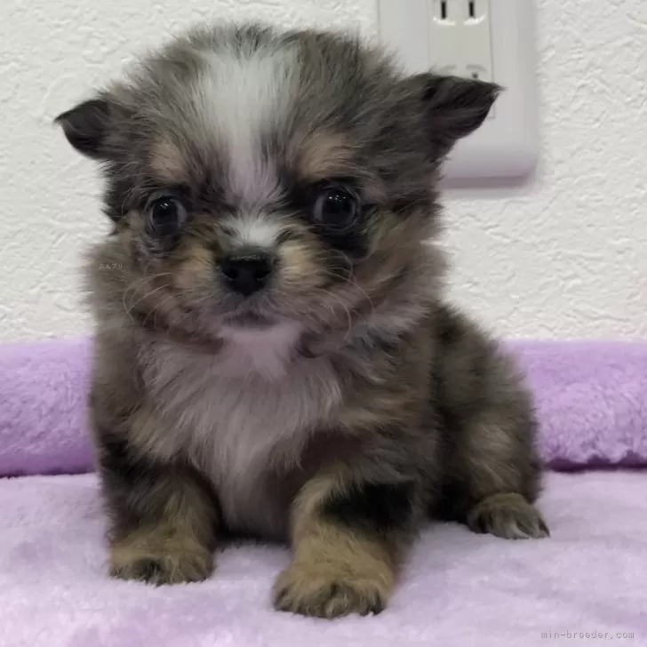 ID:2501-06810の子犬