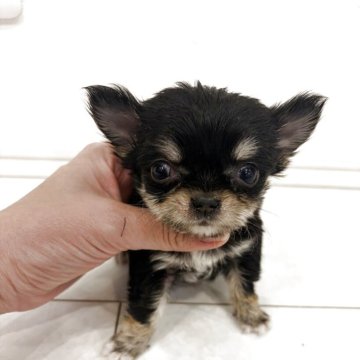 チワワ(ロング)【岡山県・男の子・2025年12月30日・ブラックタン】の写真「ヘルニアのためお求めやすくします」