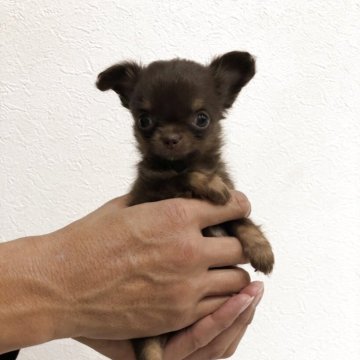 チワワ(ロング)【岡山県・女の子・2025年9月24日・チョコレートタン】の写真「小ぶりなチョコレートタンの女の子です」