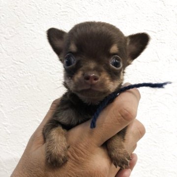 チワワ(スムース)【岡山県・男の子・2025年9月27日・チョコレートタン】の写真「小ぶりなチョコレートタン」