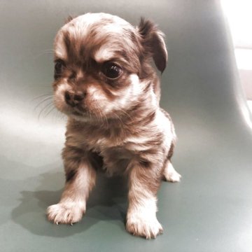 チワワ(ロング)【岡山県・男の子・2025年11月18日・ブルーマール】の写真「可愛いマールの男の子」