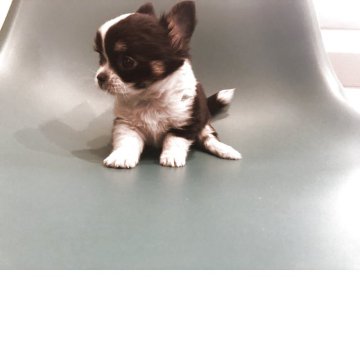 チワワ(ロング)【岡山県・男の子・2025年11月11日・ブラックタン】の写真「可愛いブラックタンの男の子です」