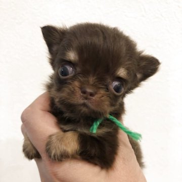 チワワ(ロング)【岡山県・男の子・2025年9月24日・チョコレートタン】の写真「極小な男の子です」