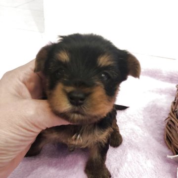 ヨークシャーテリア【岡山県・女の子・2025年10月28日・スチールブルー&タン】の写真「可愛いおっとりした女の子」