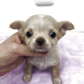 チワワ(ロング)【岡山県・男の子・2025年10月19日・クリーム】の写真「募集は14日までです」