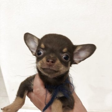 チワワ(スムース)【岡山県・男の子・2025年9月27日・チョコレートタン】の写真「募集は土曜日までです」