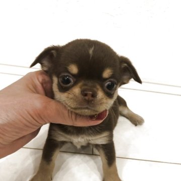 チワワ(スムース)【岡山県・男の子・2025年10月30日・チョコレートタン】の写真「可愛い男の子」