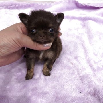 チワワ(ロング)【岡山県・女の子・2025年9月24日・チョコレートタン】の写真「小ぶりなチョコレートタンの女の子です」