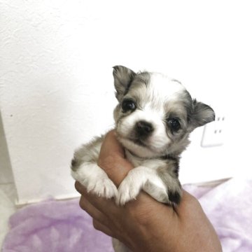 チワワ(ロング)【岡山県・男の子・2025年9月23日・ブルーマール】の写真「可愛いブルーマールの男の子です」