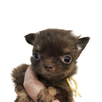 チワワ(ロング)【岡山県・女の子・2025年9月24日・チョコレートタン】の写真「小ぶりなチョコレートタンの女の子です」