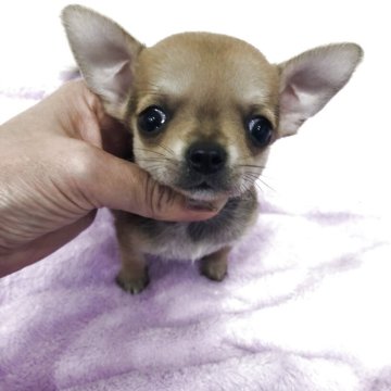 チワワ(スムース)【岡山県・女の子・2025年10月19日・フォーン】の写真「募集は14日までです」