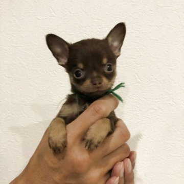 チワワ(スムース)【岡山県・男の子・2025年9月27日・チョコレートタン】の写真「小ぶりなチョコレートタンの男の子」