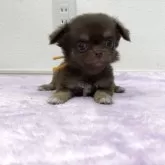 チワワ(ロング)