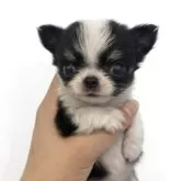 チワワ(ロング)