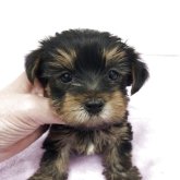 ヨークシャーテリア