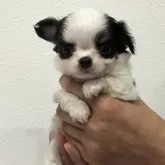 チワワ(ロング)【岡山県・男の子・2025年1月1日・ホワイトアンドブラックタン】の写真1「甘いフェイス。ふわふわモコモコだよ」