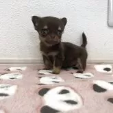 チワワ(ロング)