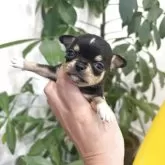 チワワ(スムース)