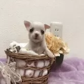 チワワ(スムース)