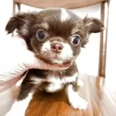 チワワ(ロング)