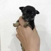 チワワ(スムース)