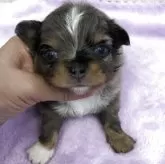 チワワ(ロング)