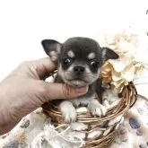 チワワ(スムース)