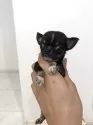チワワ(スムース)