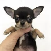 チワワ(スムース)