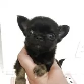 チワワ(ロング)