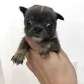 チワワ(ロング)