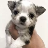 チワワ(ロング)【岡山県・男の子・2025年9月23日・ブルーマール】の写真1