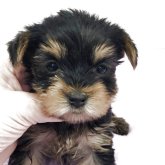 ヨークシャーテリア