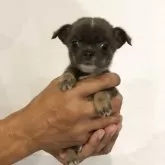 チワワ(スムース)