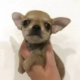 チワワ(スムース)