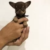 チワワ(スムース)