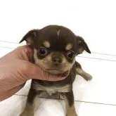 チワワ(スムース)