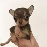 チワワ(スムース)