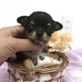 チワワ(スムース)
