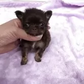 チワワ(ロング)