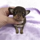 チワワ(スムース)