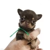 チワワ(スムース)