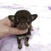 チワワ(スムース)