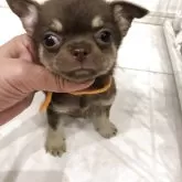 チワワ(スムース)