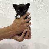 チワワ(ロング)
