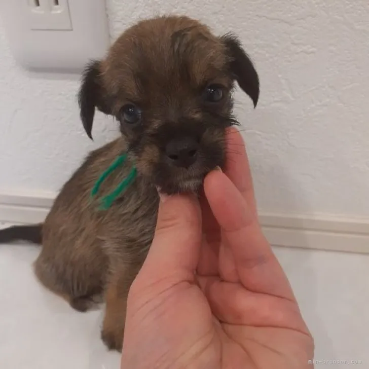 ID：2301-00615の子犬