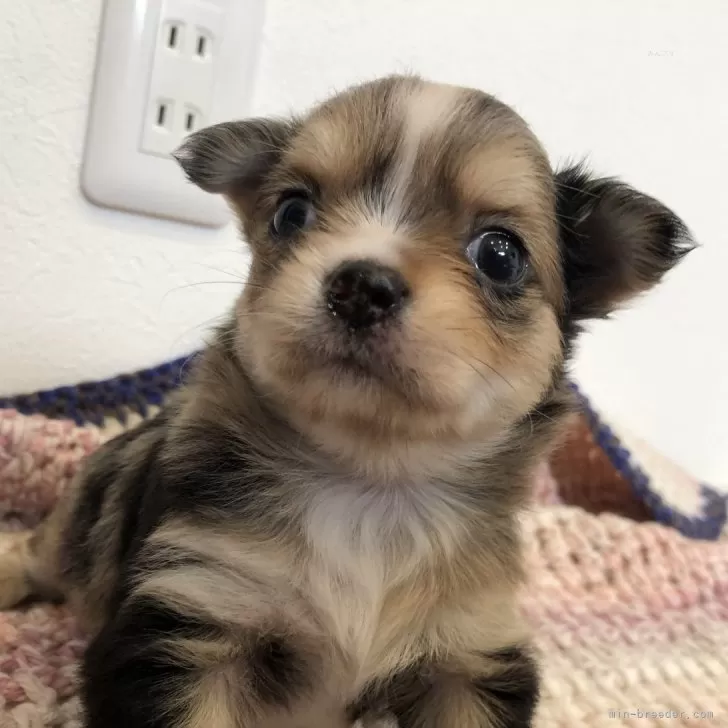 ID:2410-04586の子犬