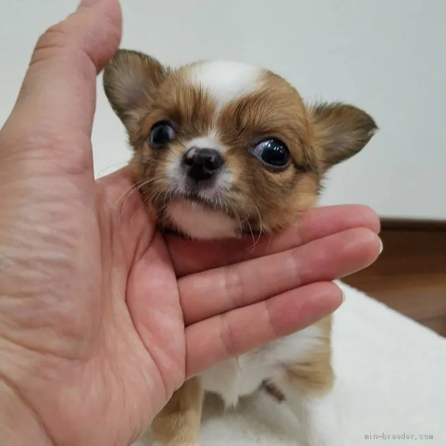 チョココ 様のお迎えした子犬